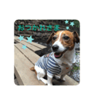 Ken the Jack Russel Terrier（個別スタンプ：14）