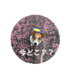 Ken the Jack Russel Terrier（個別スタンプ：15）