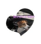 Ken the Jack Russel Terrier（個別スタンプ：16）