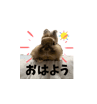 ライオンラビットのモカさん（個別スタンプ：2）