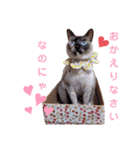 クロさんとつゆさんとゆずさんのスタンプ（個別スタンプ：16）