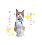 クロさんとつゆさんとゆずさんのスタンプ（個別スタンプ：18）