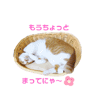 クロさんとつゆさんとゆずさんのスタンプ（個別スタンプ：22）
