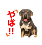 Tyson/Sally/Moco（個別スタンプ：2）