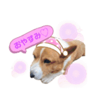 ぶーこめの愉快な家族たち（個別スタンプ：9）