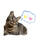 ぶーこめの愉快な家族たち（個別スタンプ：14）