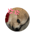 ぽめぽめ Ⅱ（個別スタンプ：3）