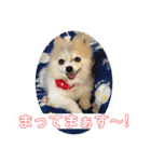 ぽめぽめ Ⅱ（個別スタンプ：8）