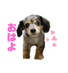 可愛いコタロー（個別スタンプ：2）