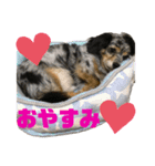 可愛いコタロー（個別スタンプ：4）
