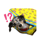 可愛いコタロー（個別スタンプ：7）