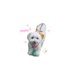 まるちー×まるぷー（個別スタンプ：2）