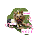 ヨーキーつくたんスタンプ16（個別スタンプ：11）