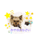 ヨーキーつくたんスタンプ16（個別スタンプ：13）