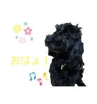 ラッキー<MIX>モコ<Frenchbulldog>（個別スタンプ：1）