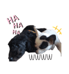 ラッキー<MIX>モコ<Frenchbulldog>（個別スタンプ：5）