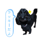 ラッキー<MIX>モコ<Frenchbulldog>（個別スタンプ：7）
