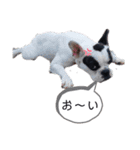ラッキー<MIX>モコ<Frenchbulldog>（個別スタンプ：11）