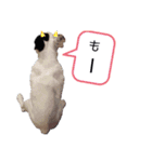 ラッキー<MIX>モコ<Frenchbulldog>（個別スタンプ：13）