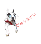 ラッキー<MIX>モコ<Frenchbulldog>（個別スタンプ：15）