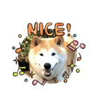 柴犬 クウ（個別スタンプ：1）
