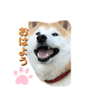 柴犬 クウ（個別スタンプ：2）