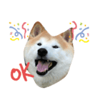 柴犬 クウ（個別スタンプ：3）