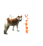 柴犬 クウ（個別スタンプ：4）