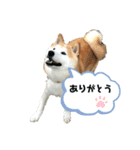 柴犬 クウ（個別スタンプ：5）