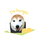 柴犬 クウ（個別スタンプ：6）