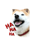 柴犬 クウ（個別スタンプ：8）