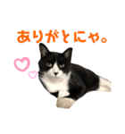 ごま子さん家の猫ごましお。（個別スタンプ：4）