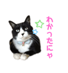 ごま子さん家の猫ごましお。（個別スタンプ：8）