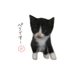 だんだん成長するペク（個別スタンプ：1）