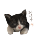 だんだん成長するペク（個別スタンプ：5）