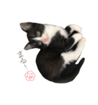 だんだん成長するペク（個別スタンプ：6）