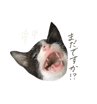 だんだん成長するペク（個別スタンプ：14）