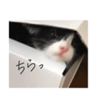 だんだん成長するペク（個別スタンプ：25）