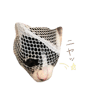 だんだん成長するペク（個別スタンプ：30）