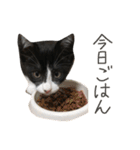 だんだん成長するペク（個別スタンプ：33）