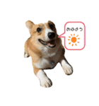 あいらぶコーギー④（個別スタンプ：5）