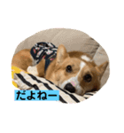 あいらぶコーギー④（個別スタンプ：13）