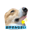 あいらぶコーギー④（個別スタンプ：14）
