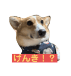 あいらぶコーギー④（個別スタンプ：15）