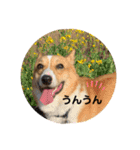 あいらぶコーギー④（個別スタンプ：16）