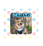 あいらぶコーギー④（個別スタンプ：17）