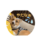 あいらぶコーギー④（個別スタンプ：18）