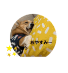 あいらぶコーギー④（個別スタンプ：19）