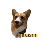 あいらぶコーギー④（個別スタンプ：20）