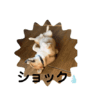 あいらぶコーギー④（個別スタンプ：23）